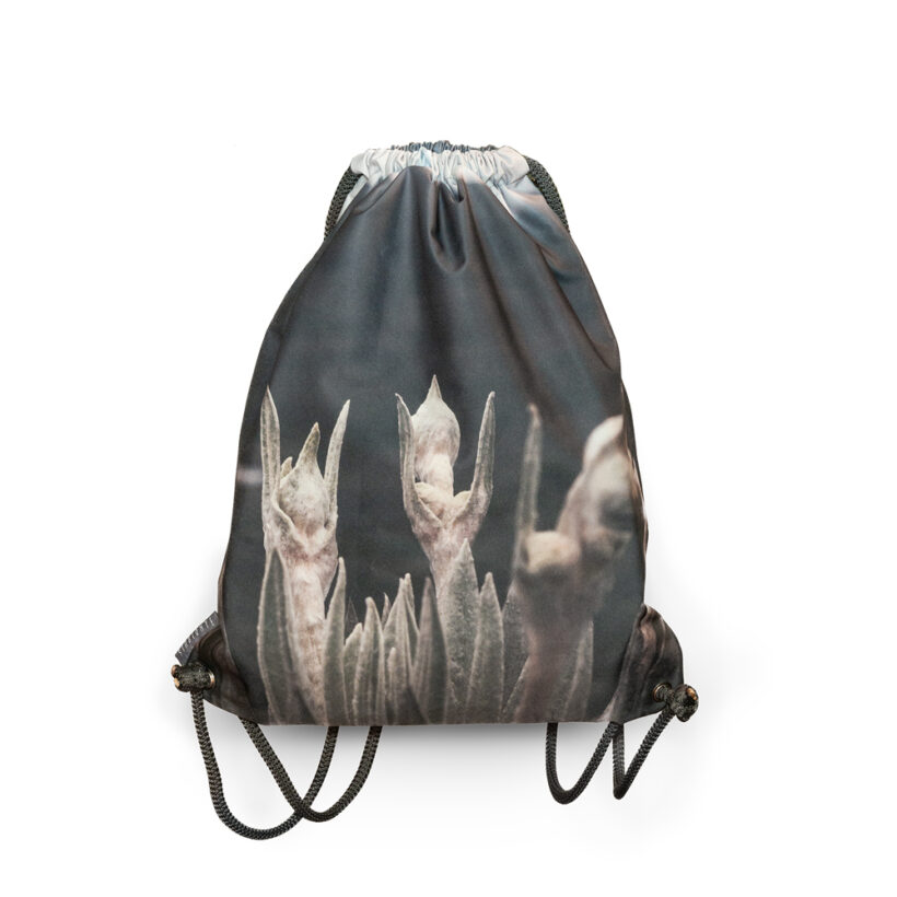 tula-frailejon-sumapaz-simbionte