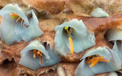 puya-santosii-detalle puya-santosii-detalle