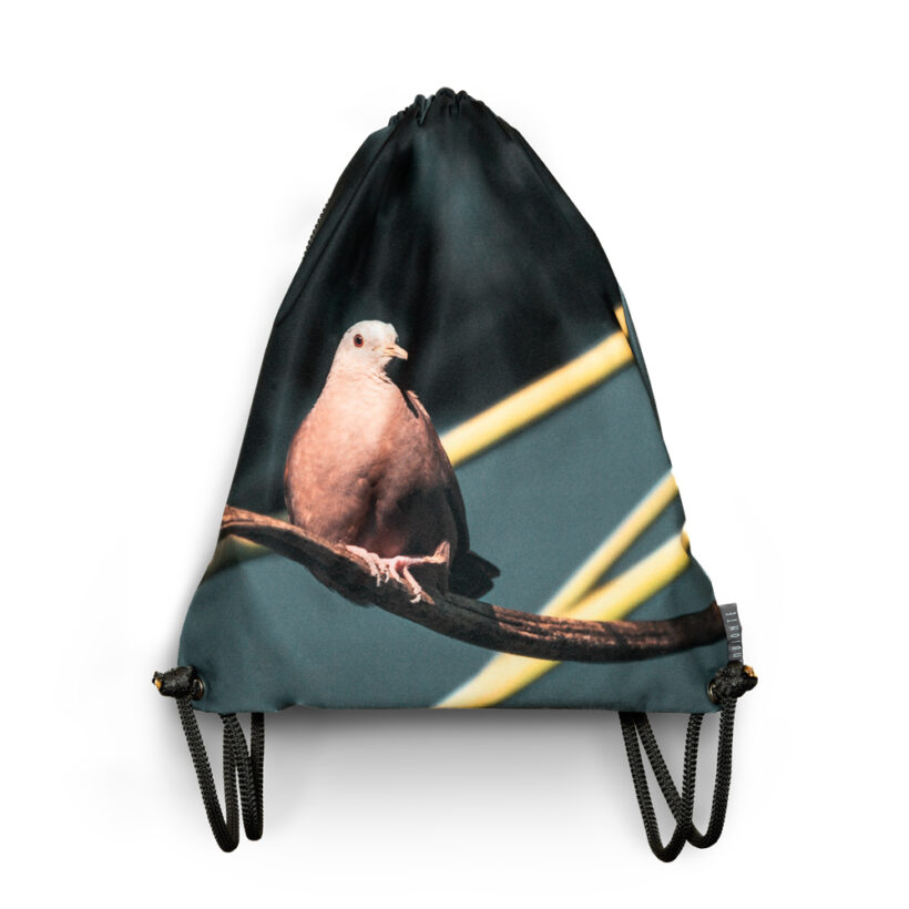 tula-tortolita-talpacoti-simbionte