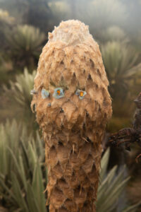 Azul andino, Puya Santosii vista de frente