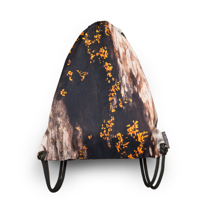 tula-hongo-dacryopinax-spatularia-simbionte