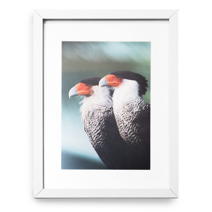 Afiche en Marco Caracaras - Guajira